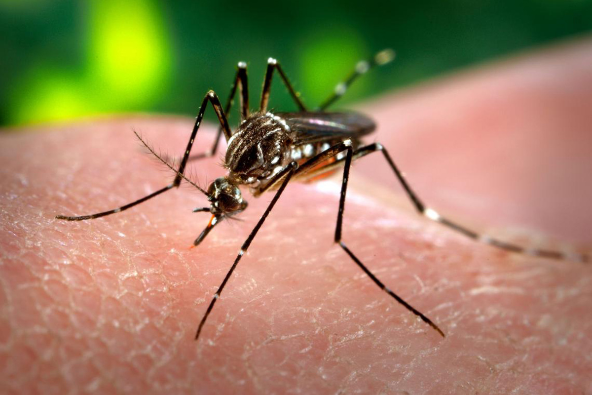 Mitos y verdades del dengue, que vuelve a escena con el calor
