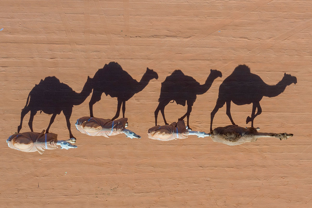 Australia matará 10 mil camellos salvajes por la sequía