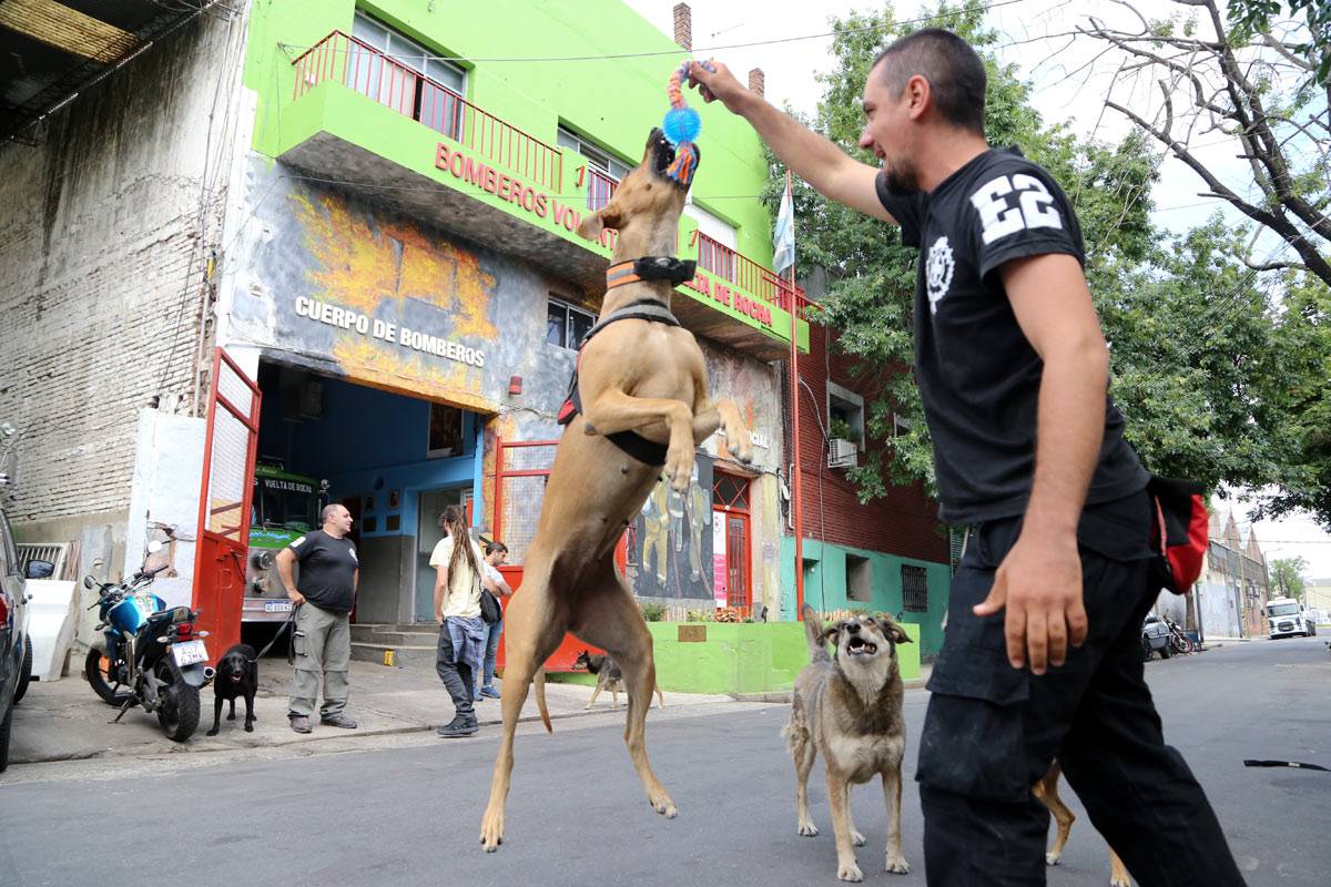 División canina, un ladrido de esperanza