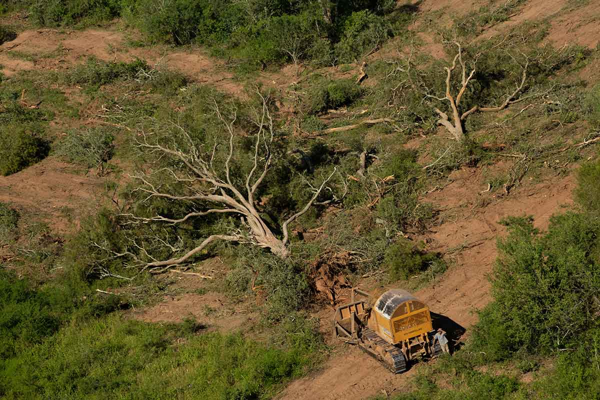 La NASA puso en evidencia la magnitud del desmonte en Salta