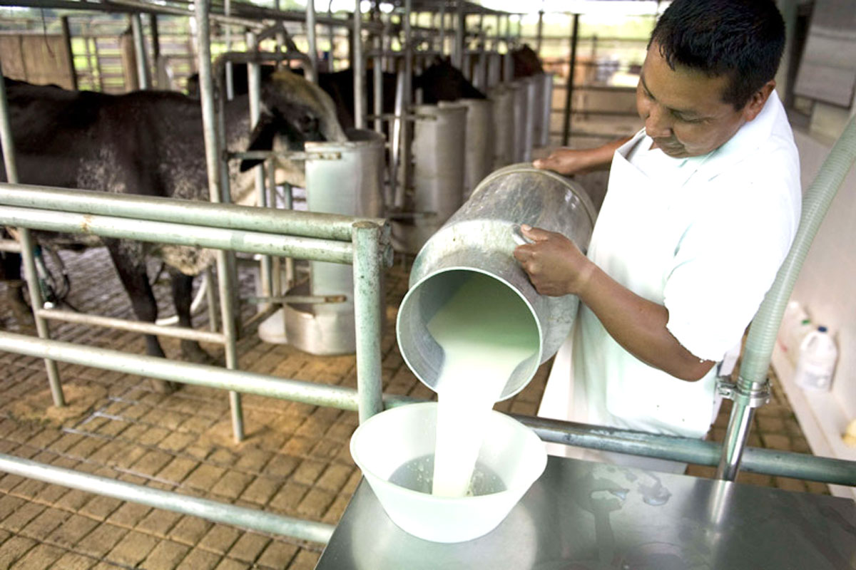 Por la crisis, crece la venta de leche al público en los tambos