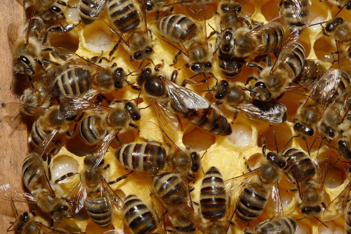 Alerta por la progresiva desaparición de las abejas y su efecto en el cultivo de alimentos