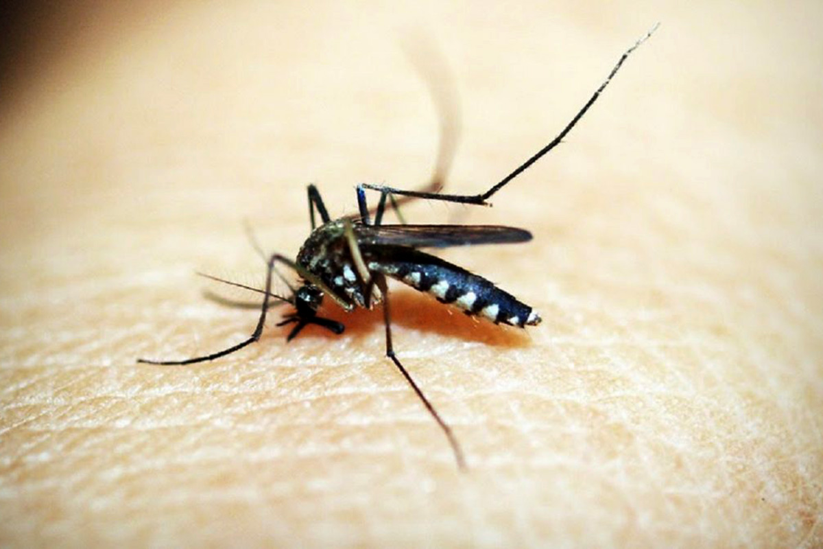 Dengue en primera persona: la epidemia de la que nadie habla