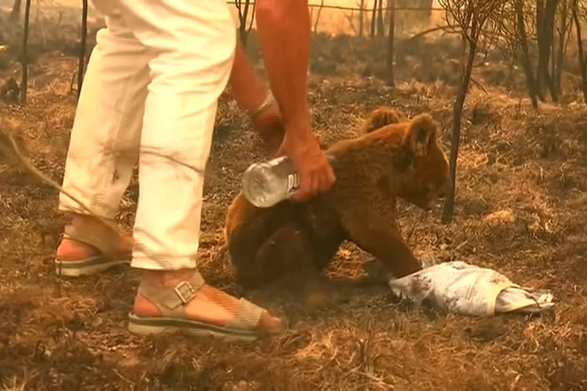 Los incendios matan a la mitad de los koalas libres de clamidia