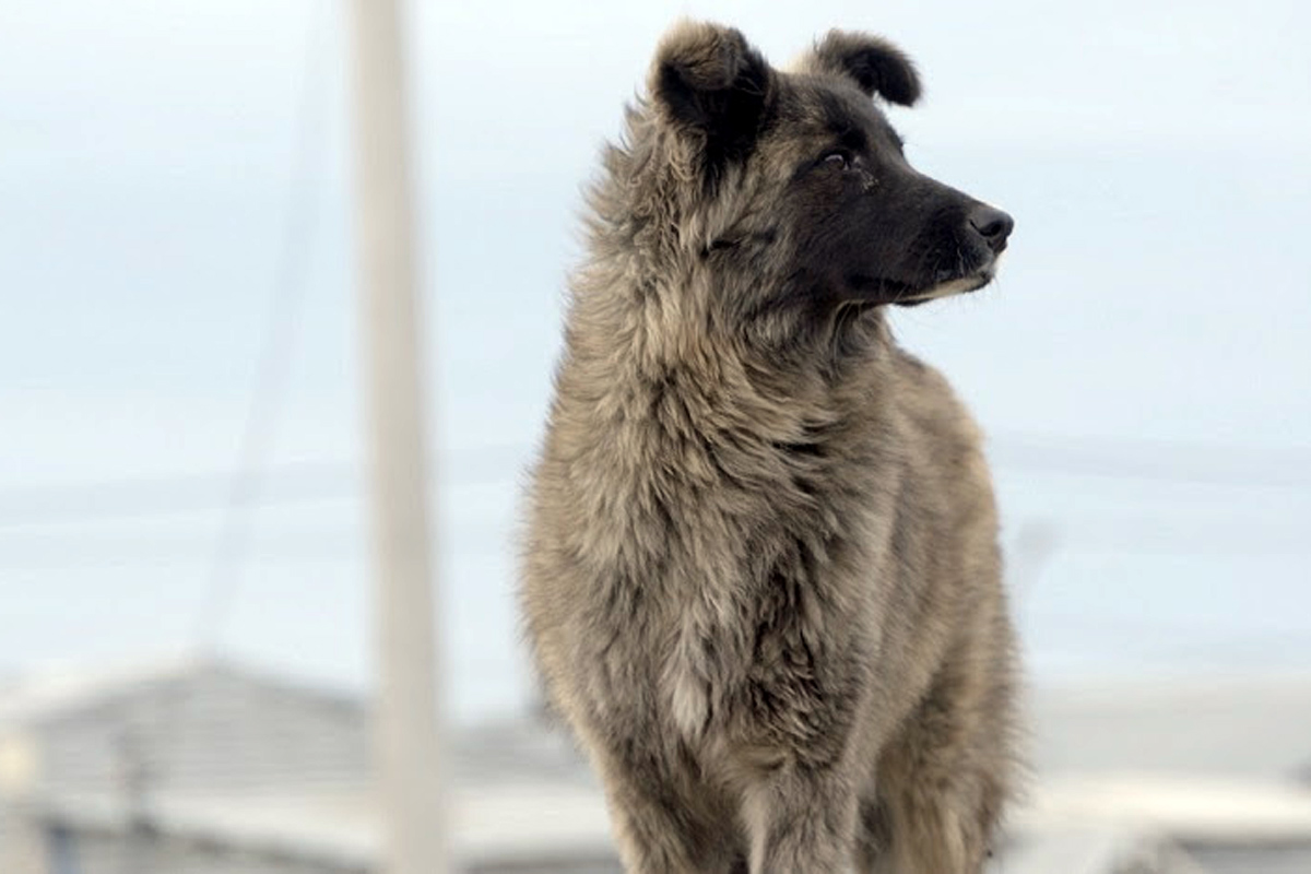 Tierra del Fuego y el drama de los perros salvajes