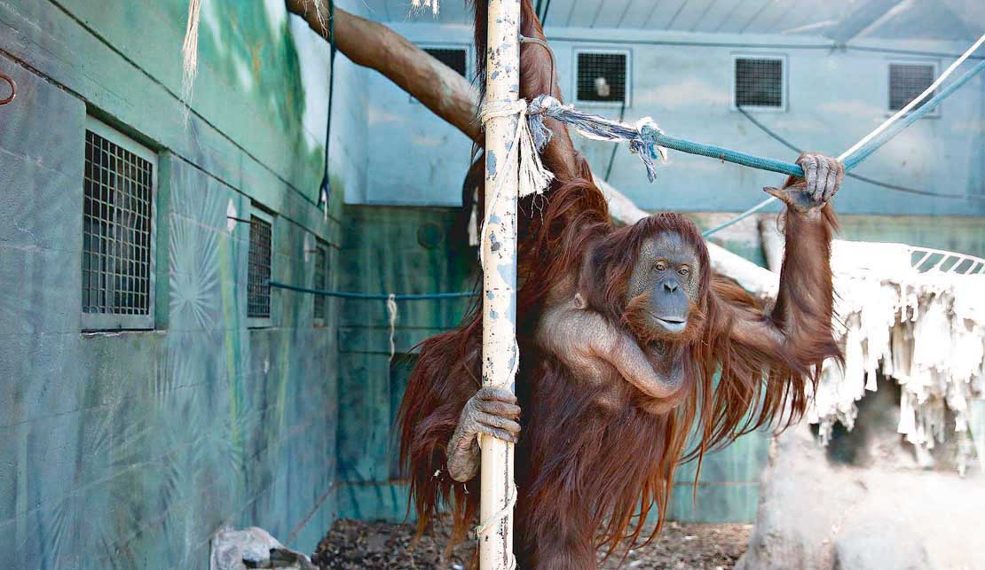 Estatización del Zoo: dudas de los especialistas por el traslado de los animales