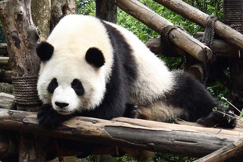 Símbolo de la fauna «amenazada», ahora el panda gigante sólo es «vulnerable»