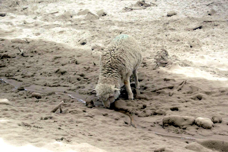 Patagonia: sequía record preocupa a productores ovinos