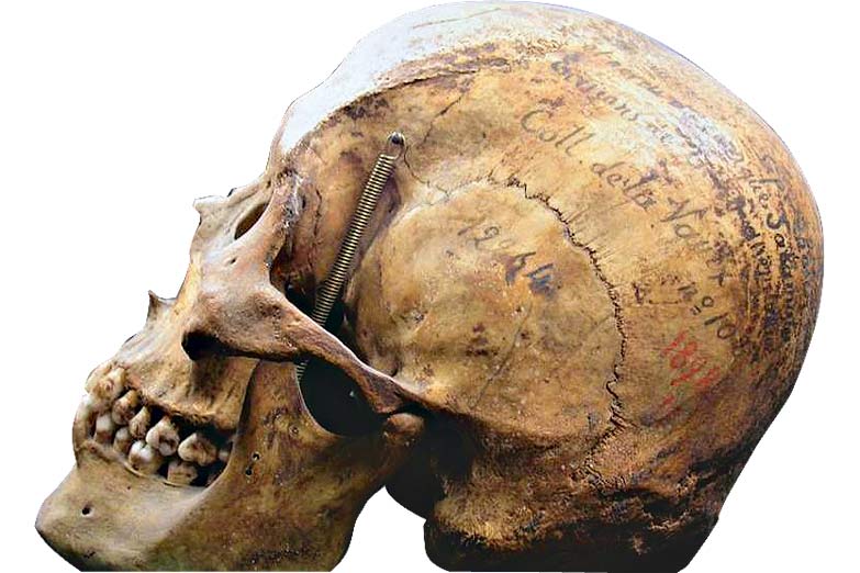 Avanzan las restituciones, pero en el Museo de La Plata aún quedan 6000 cráneos