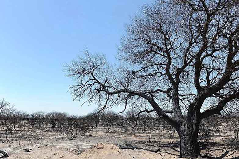 Ya son 600 mil las hectáreas devastadas por el fuego en La Pampa