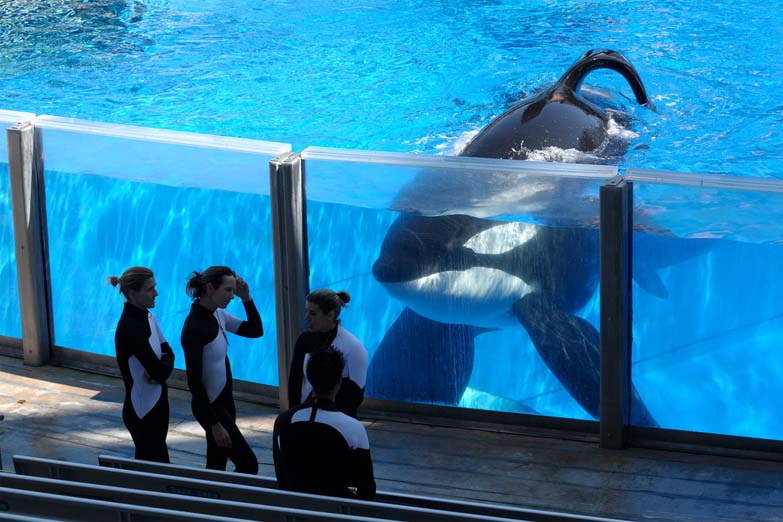 Murió Tilikum, la orca que inspiró el documental Blackfish