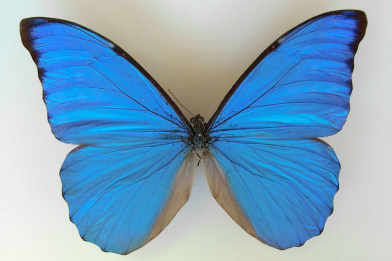 El efecto mariposa. Una trampa en la Argentina genera un negocio en Japón