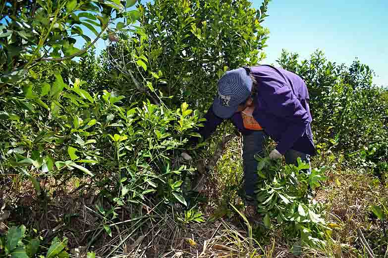 Se viene el «yerbatazo» en Plaza de Mayo