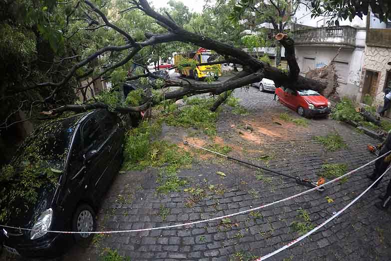 Caída de árboles y 16 autos aplastados por el temporal