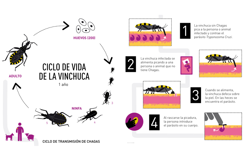 Mientras ajustan en el Conicet, siguen los hallazgos: ahora contra el Mal de Chagas