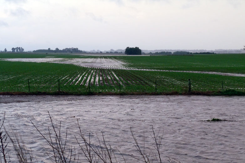 Inquietan las pérdidas en soja por las inundaciones