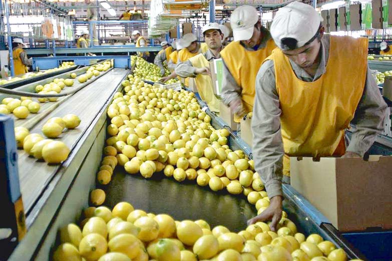 Limones: la exportación mejorará en un 2% el déficit con EE UU