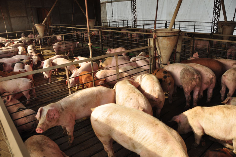 Por un acuerdo con EE UU, podrían ingresar cerdos con un peligroso virus