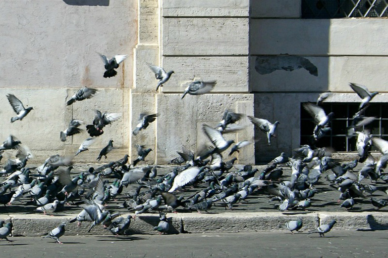 Hacia la reivindicación de las palomas