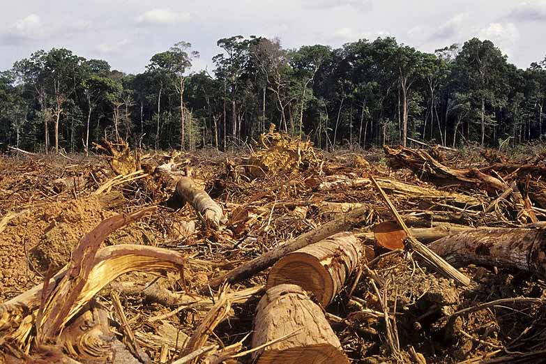 Desmonte sin cuarentena: se perdieron 6500 hectáreas de bosques