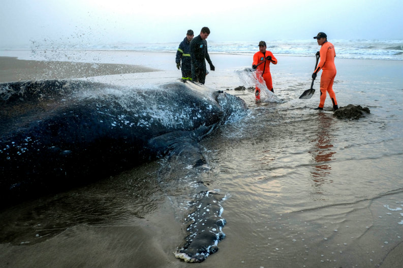 Se acaba el tiempo para salvar a la ballena encallada en Mar del Plata