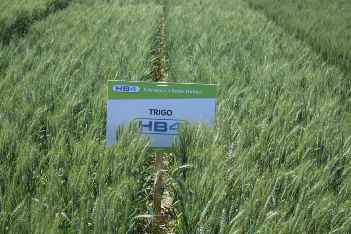El trigo transgénico avanza: ya hay 25 mil hectáreas sembradas