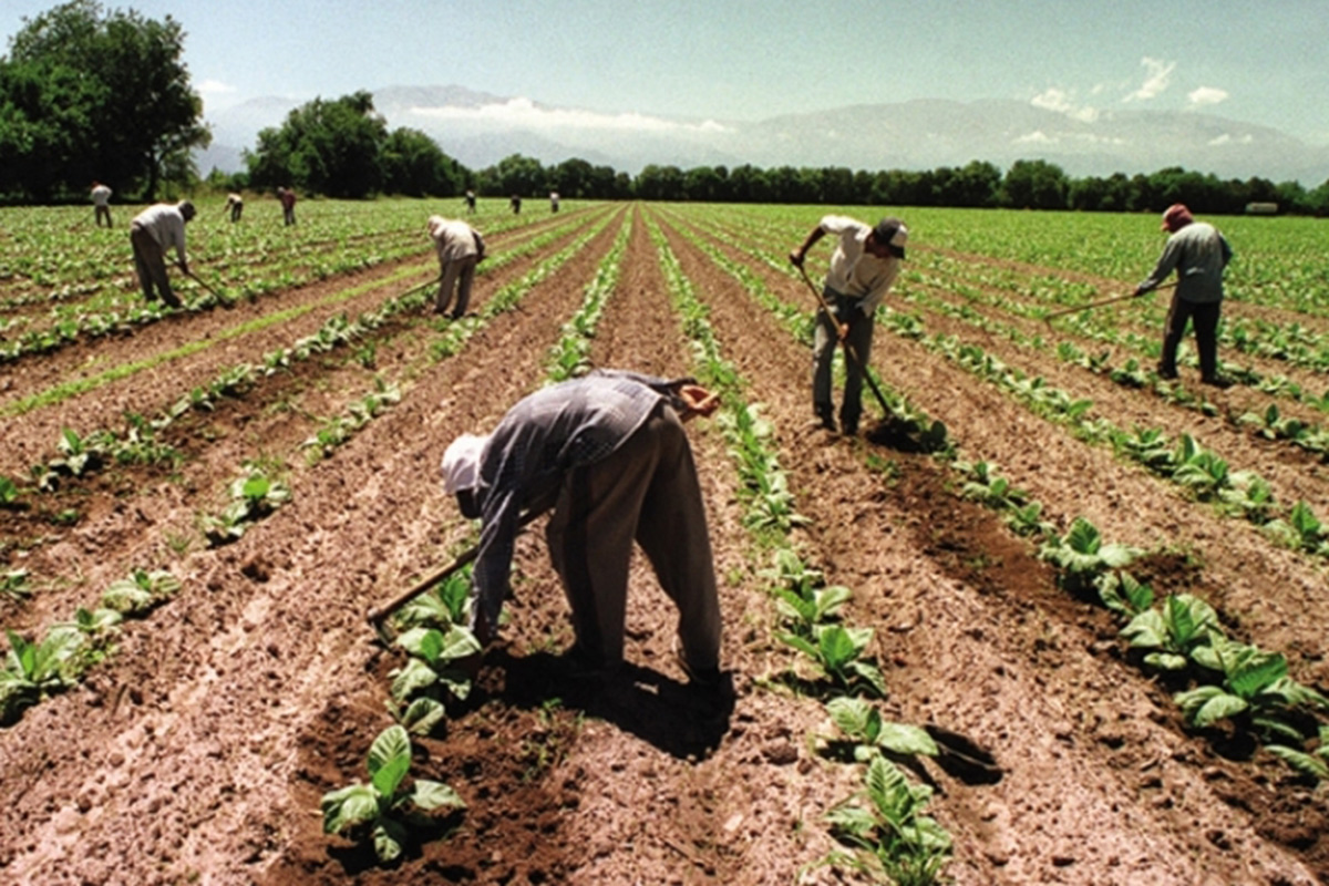 En 2019, el 83% de los trabajadores rurales relevados está en negro