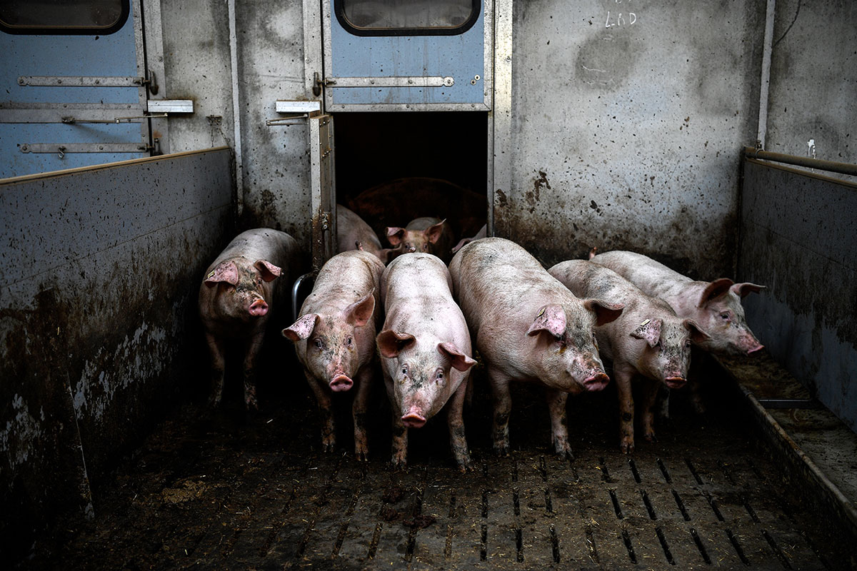 Realizado por una empresa argentina, nacieron los primeros cerdos editados genéticamente de Latinoamérica