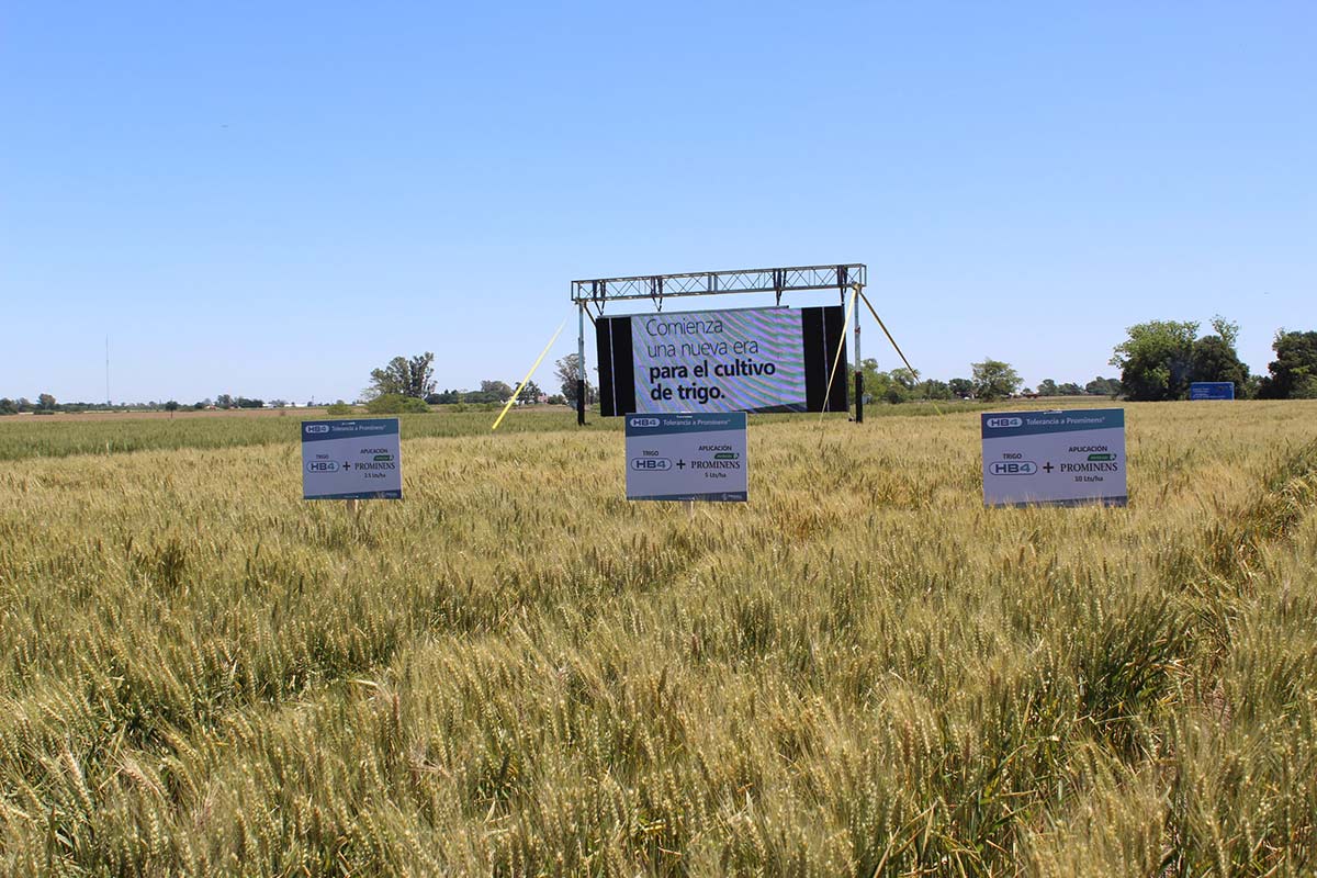 La Justicia abre un paréntesis en el avance del trigo transgénico