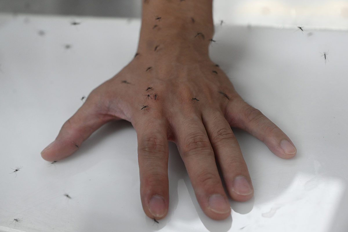 El dengue tampoco afloja: ya son 2942 los casos confirmados