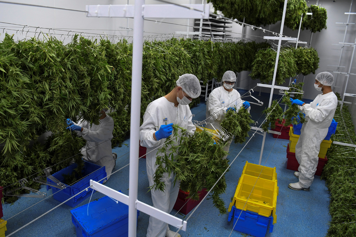 Argentina y Brasil impulsarán la producción y comercialización del cannabis medicinal