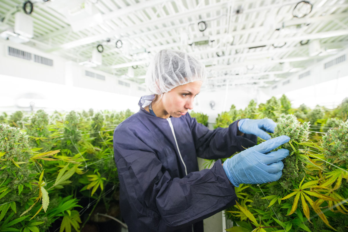 La UNR ofrece una nueva diplomatura sobre producción de cannabis