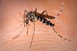 Mitos dengue