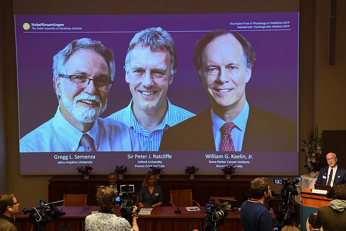 Nobel de Medicina para tres médicos que estudian la adaptación de las células