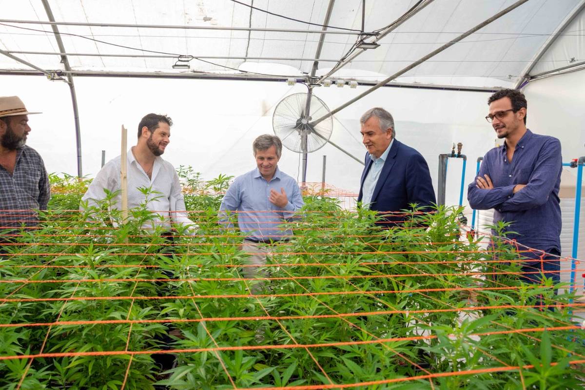 Los Morales prometen que este año comenzará la fabricación de cannabis medicinal