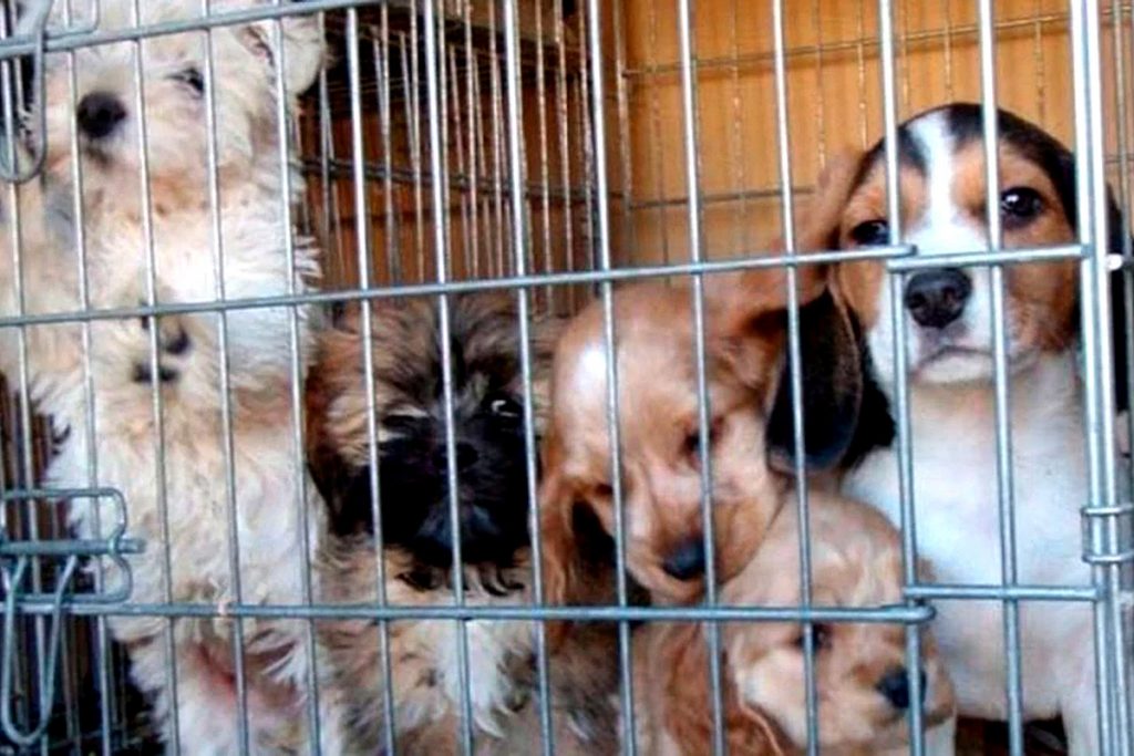 Instituto Pasteur: uso de ketamina sin registro de operaciones y pacientes con datos ilegibles 1 Instituto Pasteur: uso de ketamina sin registro de operaciones y pacientes con datos ilegibles