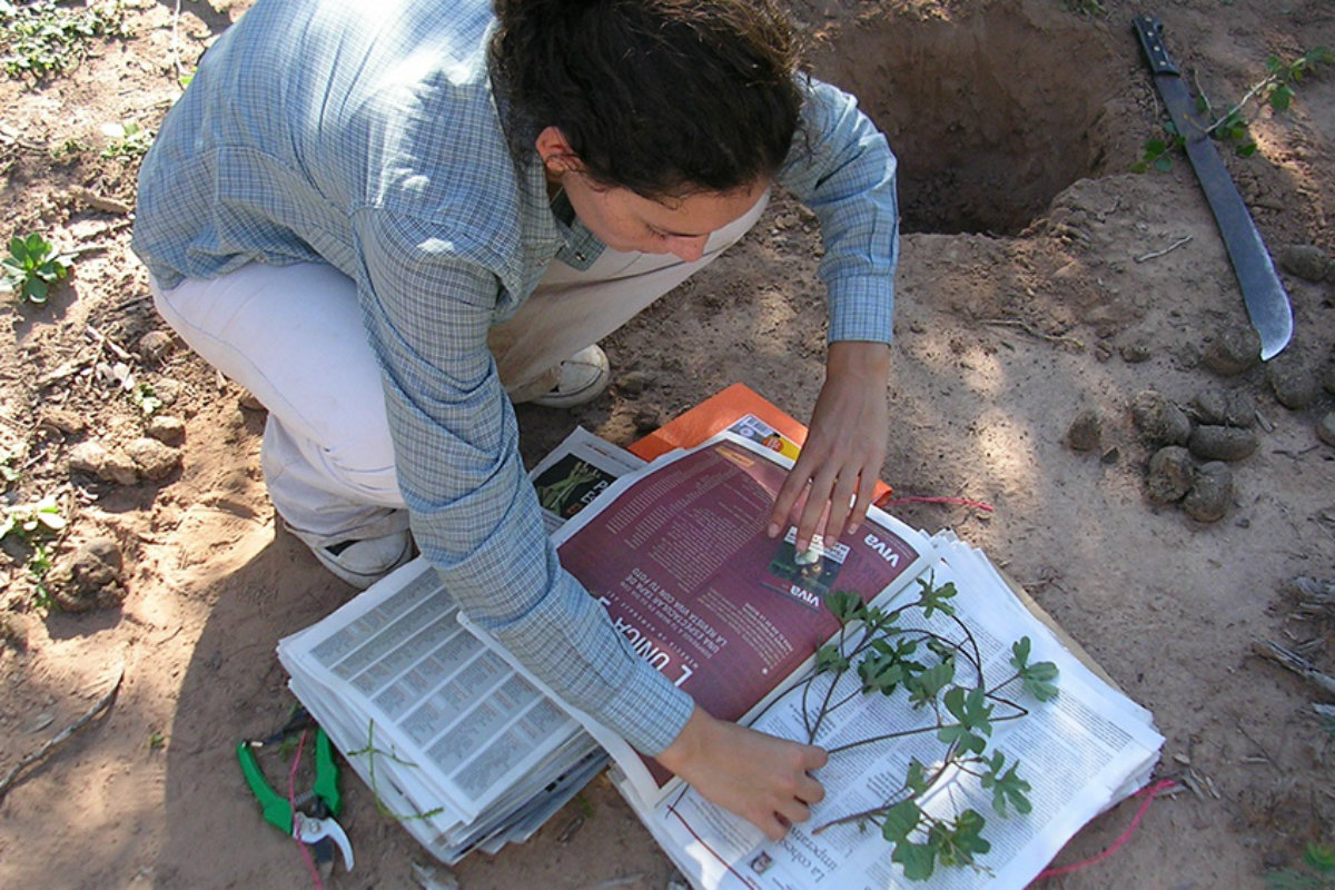 Una investigadora del Conicet comprobó la eficacia de la “medicina wichí”