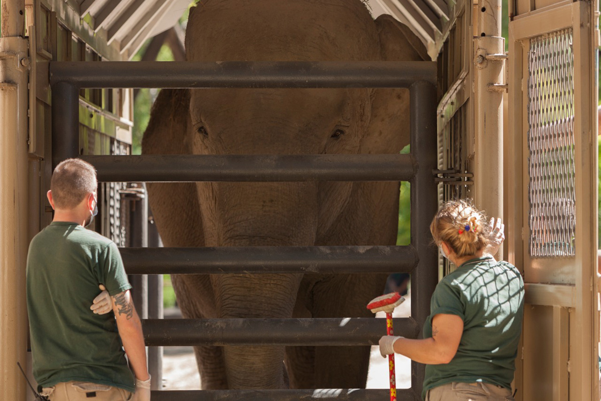 Mara ya prepara su largo peregrinaje al santuario de elefantes de Brasil