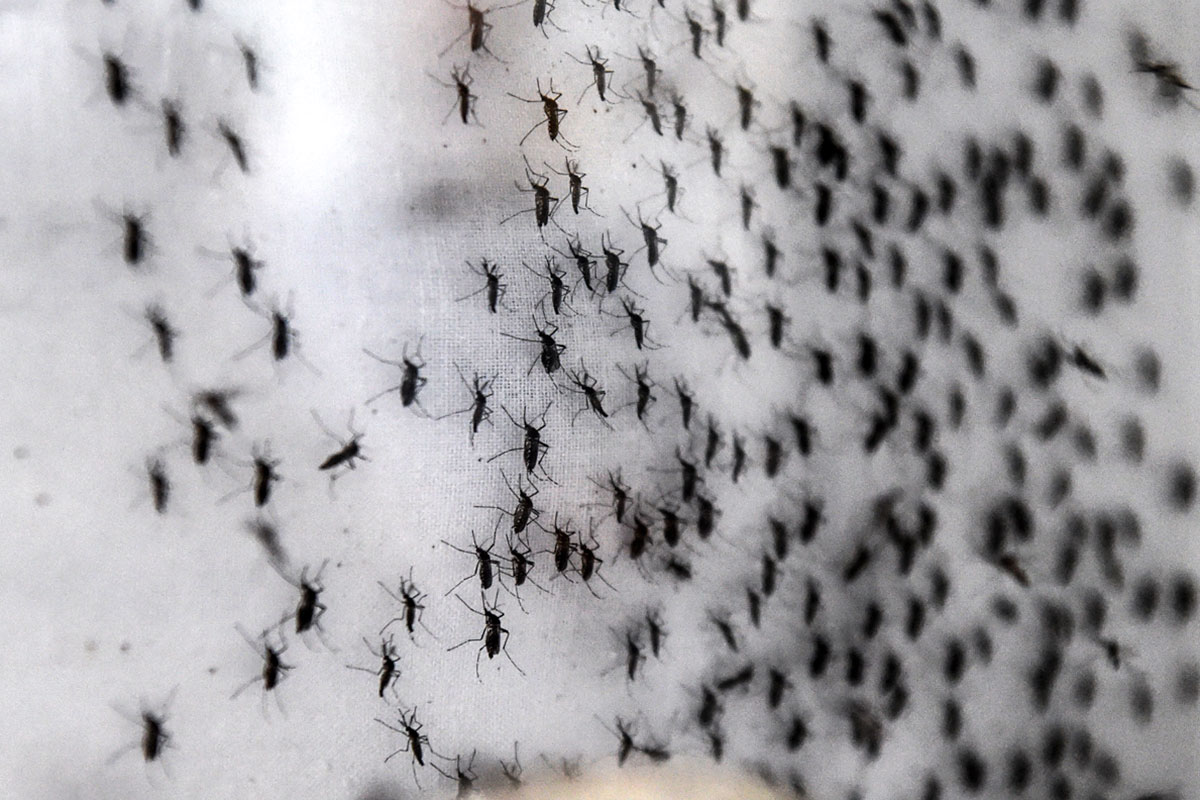 Las razones climáticas de la invasión de mosquitos en el AMBA