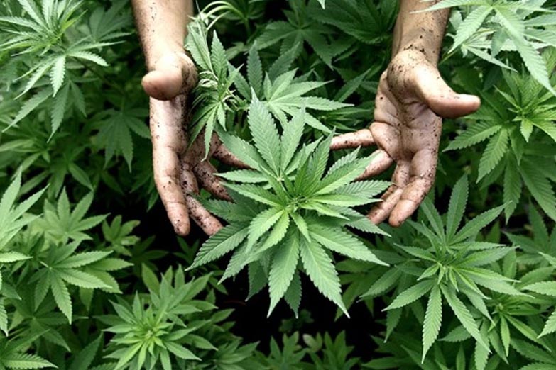 El gobierno legalizó el autocultivo de cannabis para uso medicinal