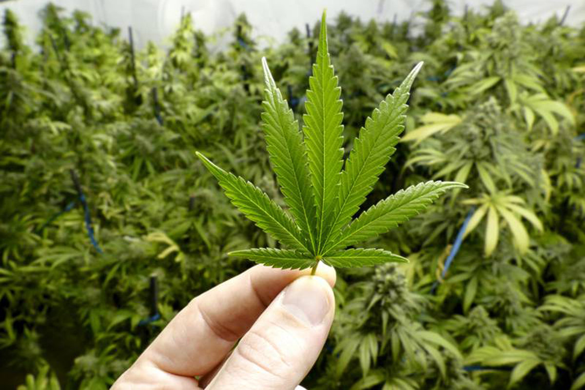 El gobierno uruguayo anunció la venta de marihuana más psicoactiva en farmacias