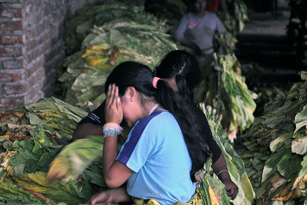 Con el aval de Morales, tabacaleras usan trabajo infantil en Jujuy