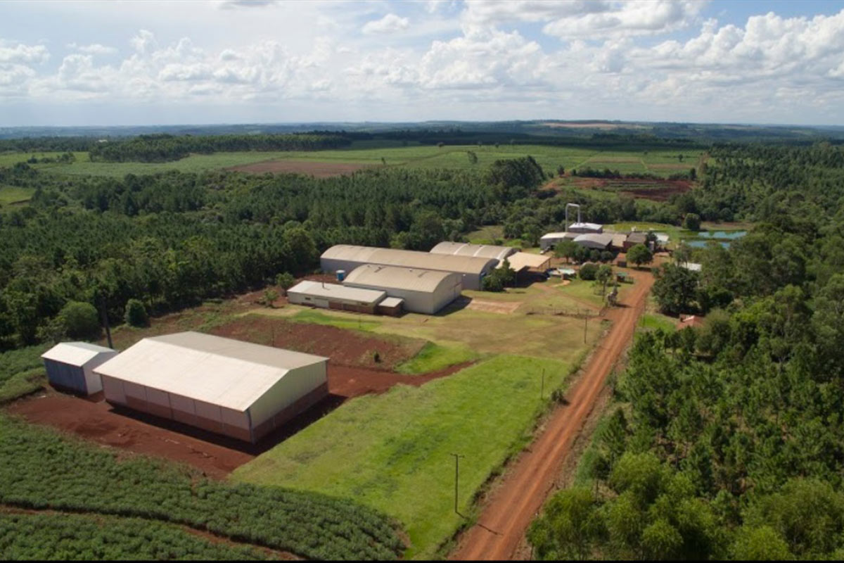 San Alberto, orgullo de Misiones con su mandioca y la innovación científica