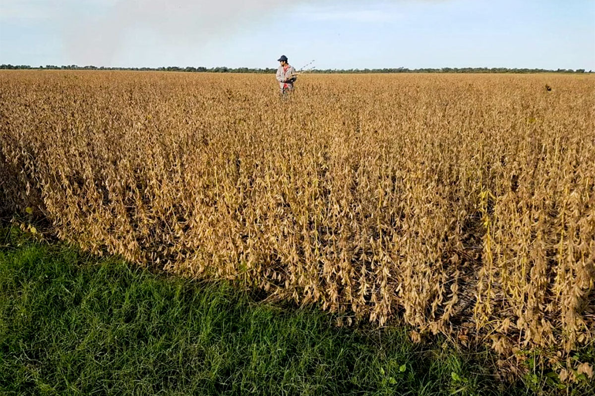 Por la suba de precios, en el campo se frotan las manos con proyecciones récord para el sector