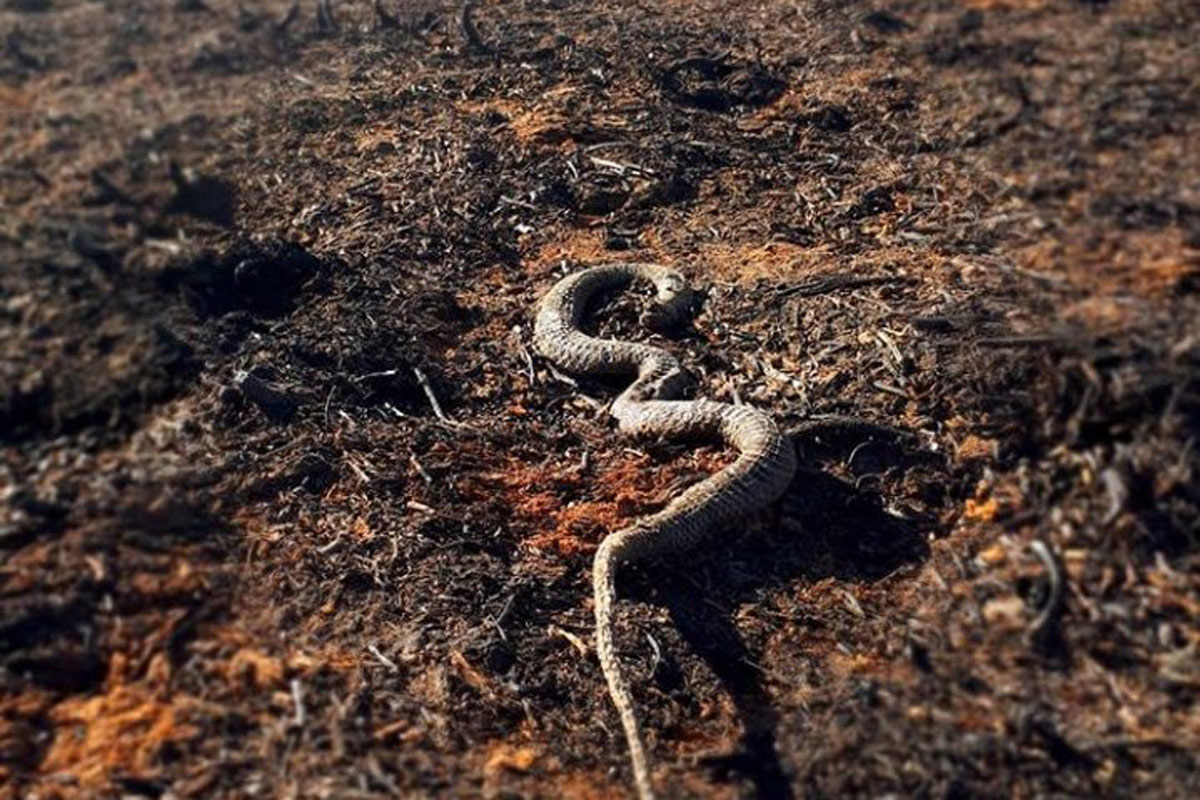 No es sólo humo: las quemas sin freno en las islas dejan un tendal de animales autóctonos muertos