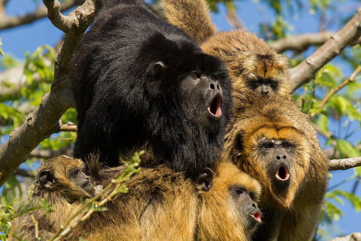 Investigadores del Conicet rescatan monos del tráfico ilegal y establecen su lugar de origen