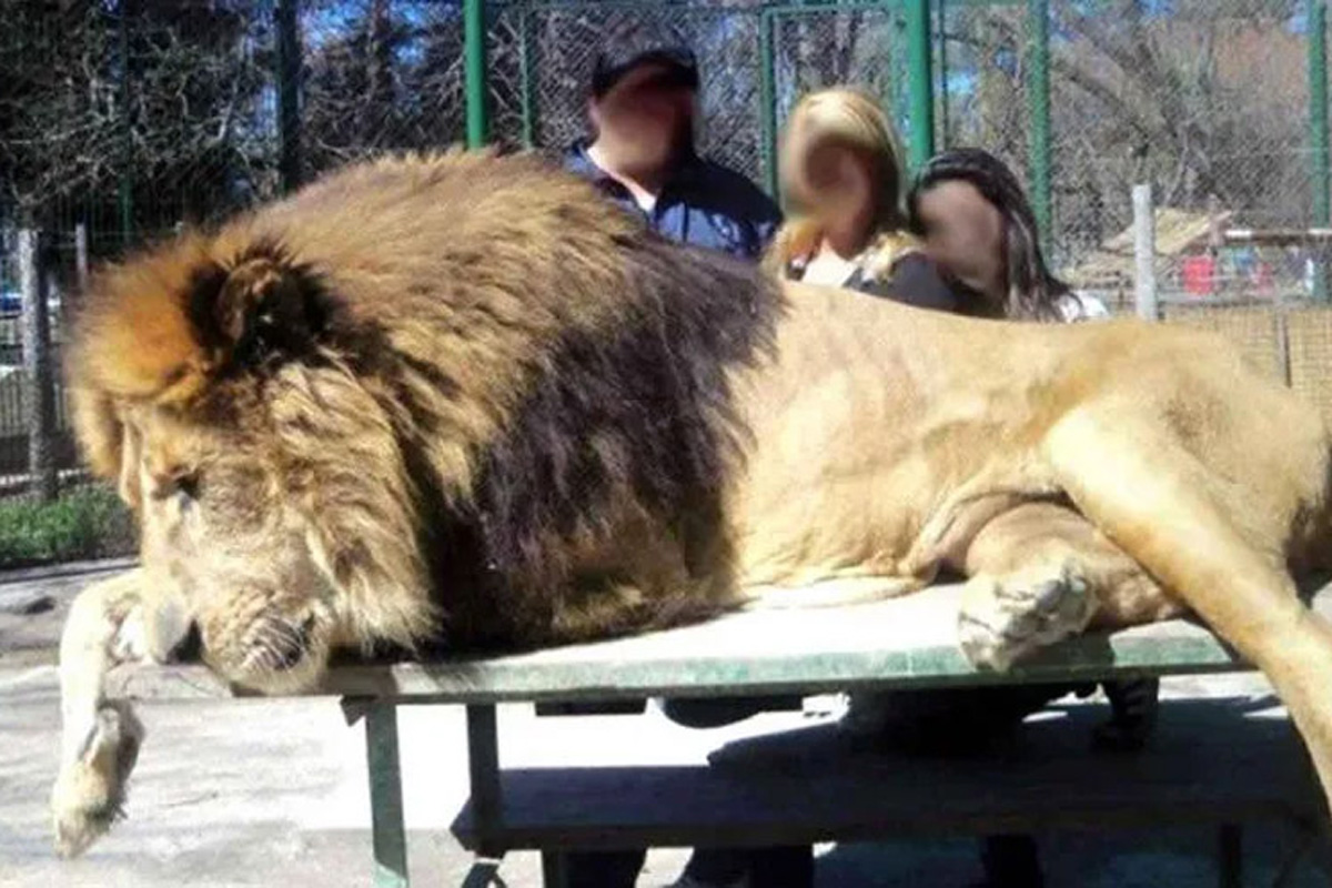 La justicia federal ordena investigar el tráfico ilegal de animales en el zoológico de Luján