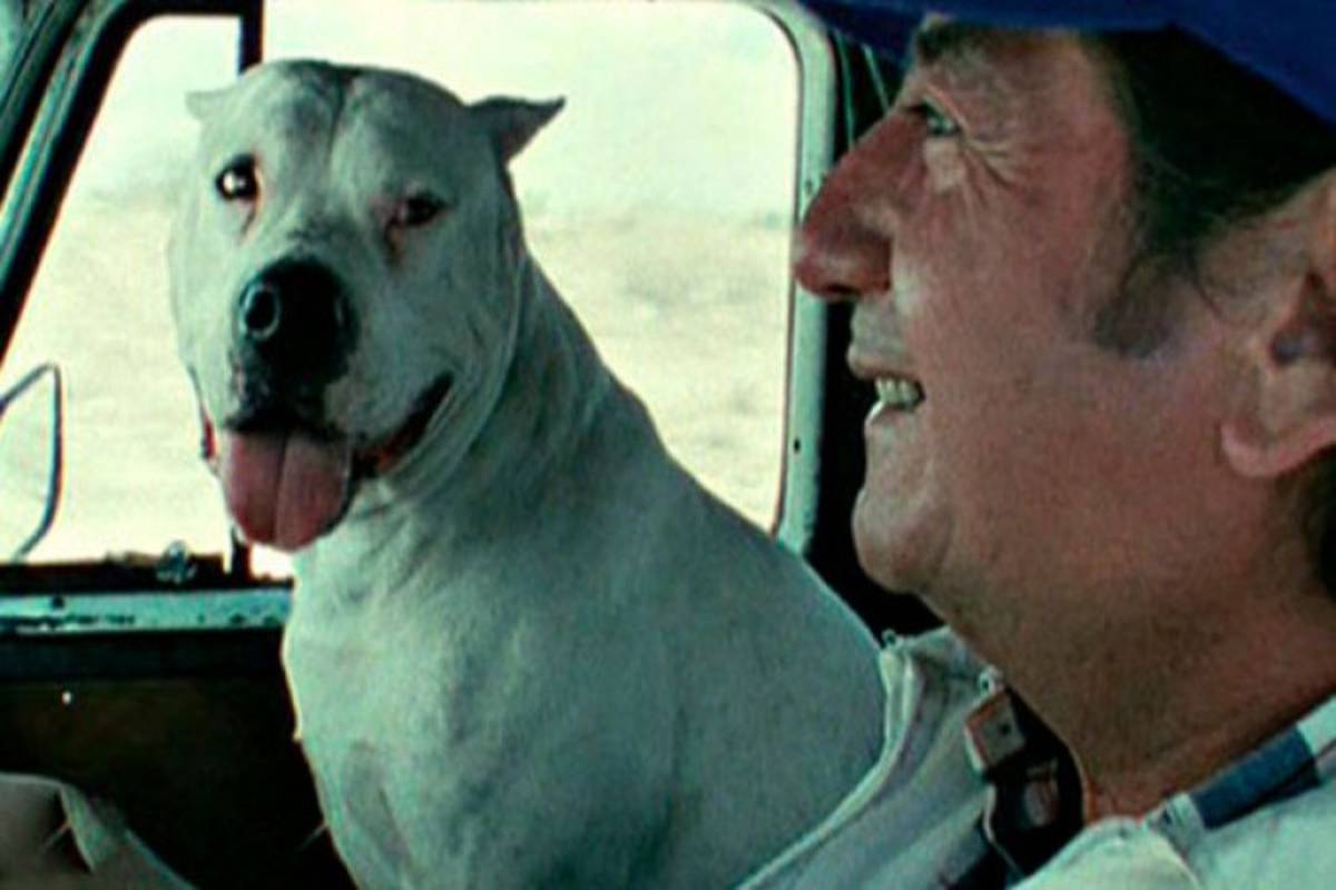Amores perros: cinco películas con protagonistas caninos para disfrutar este fin de semana gris