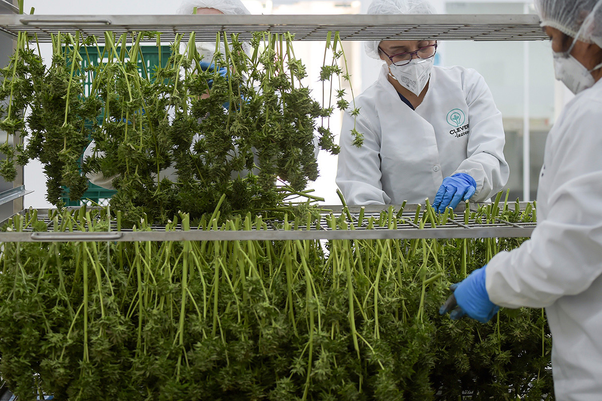 El gobierno reglamentó la Ley de Cannabis Medicinal y Cáñamo Industrial: se podrán producir desde alimentos hasta cosméticos