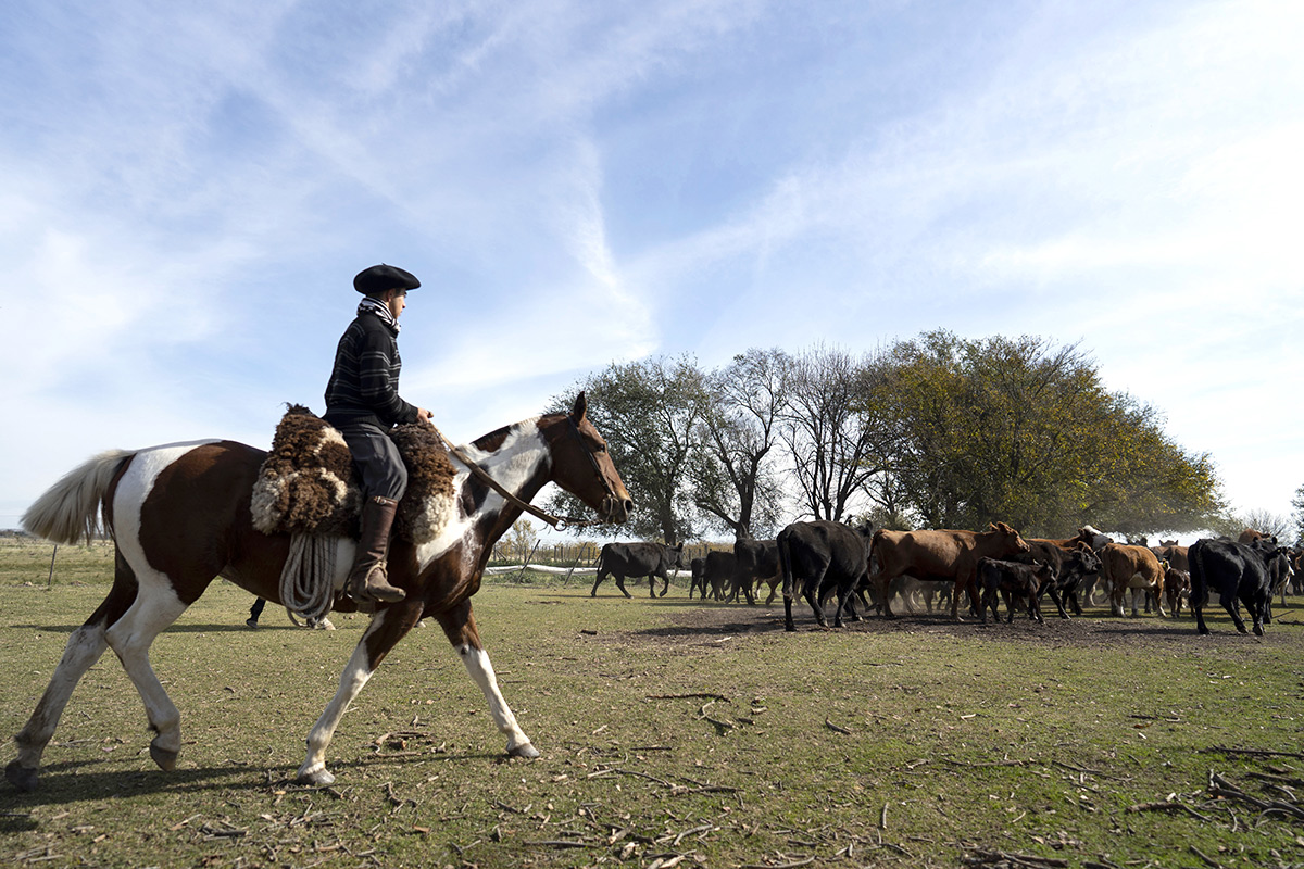 El gobierno, ante fuertes desafíos por la masividad del lock out ganadero
